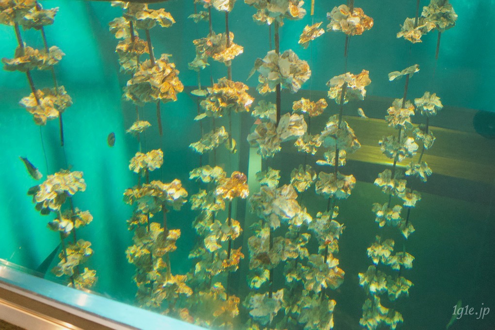 広島旅行 カワウソぬいぐるみに癒やされたみやじマリン 宮島水族館 一語一絵